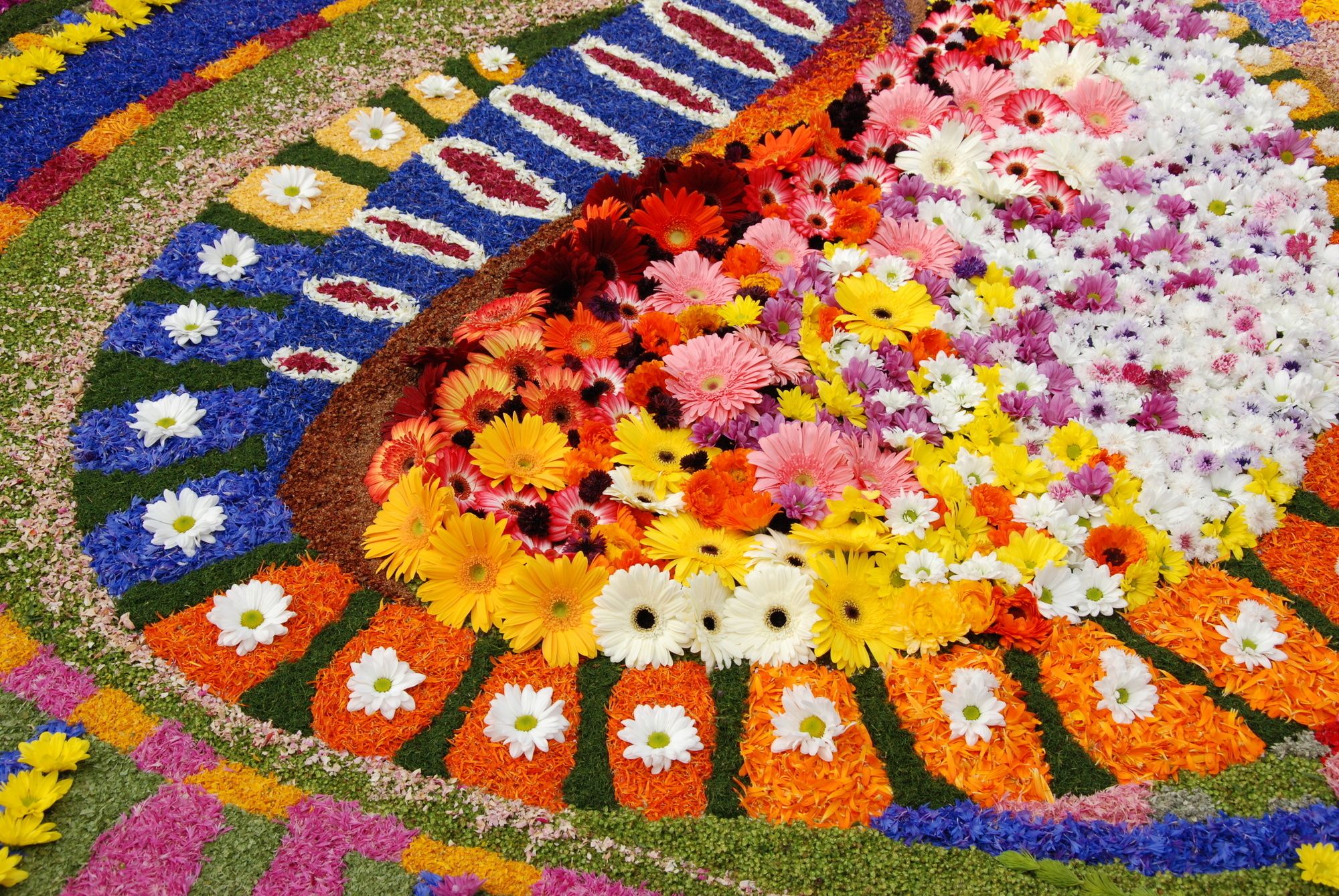 Cover per l'articolo: L'infiorata di Spello 2022
